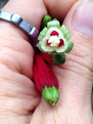 Photo 3 of Dichelostemma ida-maia