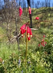 Photo 2 of Dichelostemma ida-maia