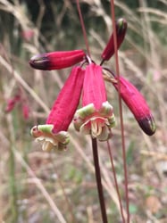 Photo 8 of Dichelostemma ida-maia