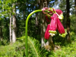 Photo 6 of Dichelostemma ida-maia