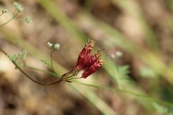 Photo 4 of Dichelostemma ida-maia