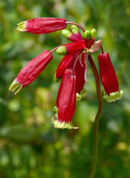 Photo 1 of Dichelostemma ida-maia