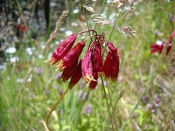 Photo 7 of Dichelostemma ida-maia