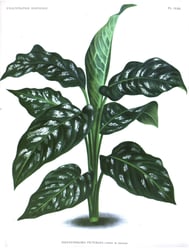 Photo 4 of Dieffenbachia picta