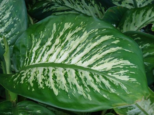 Photo 1 of Dieffenbachia picta