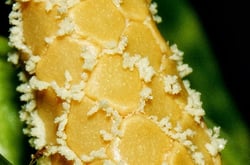 Photo 5 of Dieffenbachia spp.