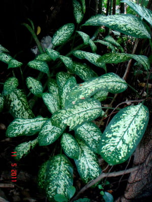 Photo 1 of Dieffenbachia spp.