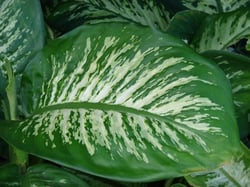Photo 3 of Dieffenbachia spp.