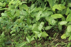 Photo 2 of Dieffenbachia spp.