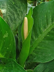 Photo 4 of Dieffenbachia spp.