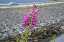 Photo 8 of Digitalis purpurea