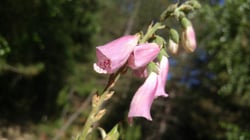 Photo 7 of Digitalis purpurea