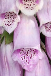 Photo 5 of Digitalis purpurea