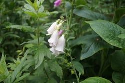 Photo 4 of Digitalis purpurea