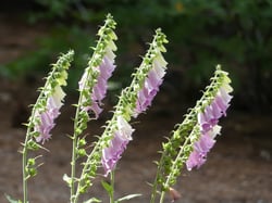 Photo 3 of Digitalis purpurea