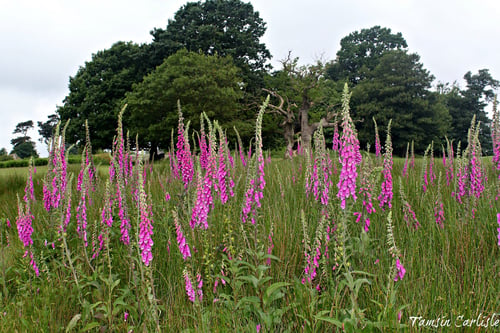 Photo 1 of Digitalis purpurea