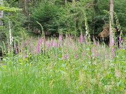 Photo 6 of Digitalis purpurea