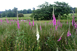 Photo 2 of Digitalis purpurea