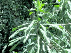 Photo 7 of Dracaena deremensis