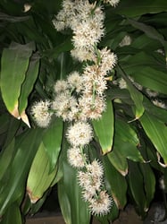Photo 5 of Dracaena deremensis
