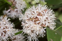 Photo 2 of Dracaena deremensis