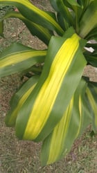 Photo 4 of Dracaena deremensis