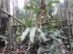 Photo 8 of Dracaena deremensis