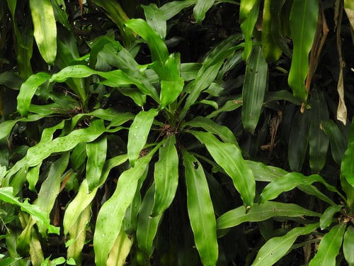 Photo 1 of Dracaena deremensis