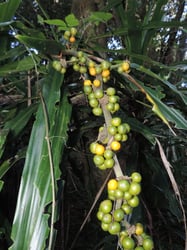Photo 3 of Dracaena deremensis