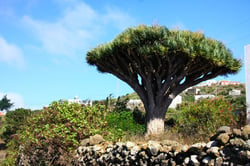 Photo 5 of Dracaena draco