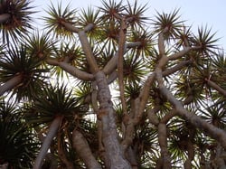 Photo 8 of Dracaena draco