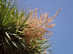 Photo 4 of Dracaena draco