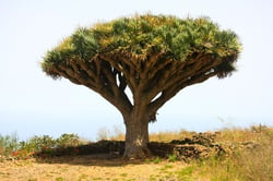 Photo 7 of Dracaena draco