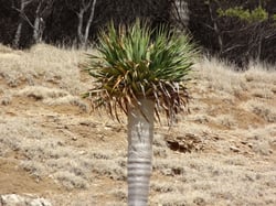 Photo 6 of Dracaena draco