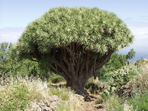 Photo 1 of Dracaena draco