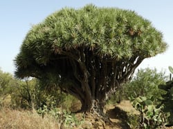 Photo 3 of Dracaena draco