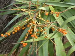 Photo 2 of Dracaena draco