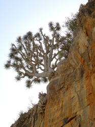 Photo 9 of Dracaena draco