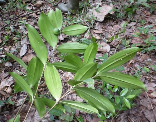 Photo 1 of Dracaena godseffiana