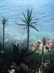 Photo 3 of Dracaena marginata