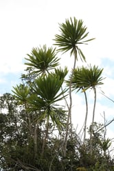 Photo 4 of Dracaena marginata