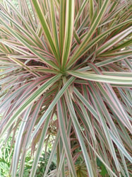 Photo 5 of Dracaena marginata