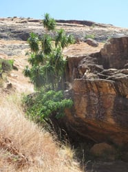 Photo 2 of Dracaena marginata