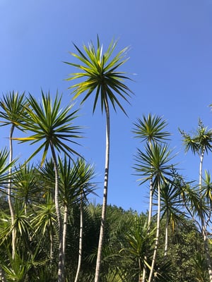 Photo 1 of Dracaena marginata