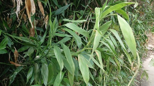 Photo 1 of Dracaena sanderiana