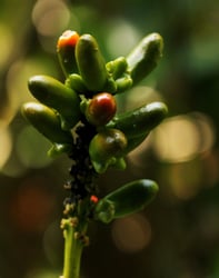Photo 2 of Dracaena sanderiana