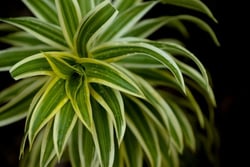Photo 7 of Dracaena spp.