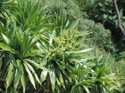 Photo 8 of Dracaena spp.