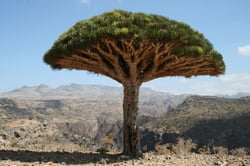 Photo 3 of Dracaena spp.