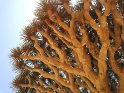 Photo 6 of Dracaena spp.